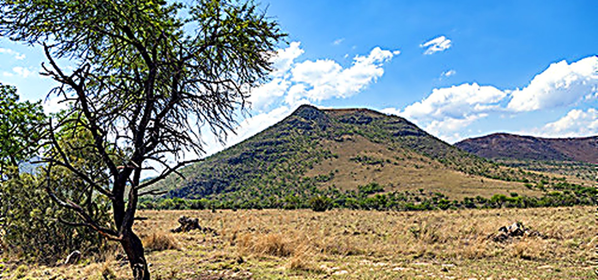 Magaliesberg mountain and bushveld tree landscape near Bossi Lodge